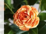 Orange Weiß Kamelie Blumensamen zur Aussaat – robust Sorte – Traditionssorte & ohne Gentechnik Samen Hausgarten