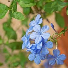 Blau Jasminum Sambac Blumensamen zur Aussaat Bestäuber freundlich Traditionssorte & ohne Gentechnik Samen Hausgarten