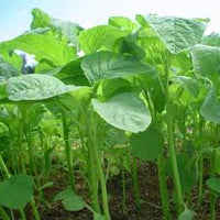 Green Callaloo Gemüse Planting Samen