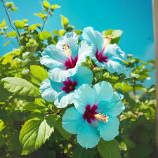 Himmelblau Hibiskus Blumensamen zur Aussaat Bestäuber freundlich Traditionssorte & ohne Gentechnik Samen Hausgarten