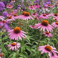 Sonnenhut Sahar Blumensamen zur Aussaat – robust Sorte – Traditionssorte & ohne Gentechnik Samen Hausgarten