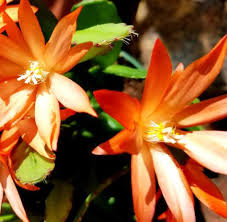 Orange Weihnachtskaktus Blumensamen zur Aussaat ideal Rabatten Traditionssorte & ohne Gentechnik Samen Hausgarten