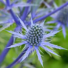 Sea Blau Holly Blume Samen zur Aussaat Blüten Garten