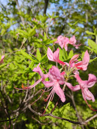 klein Rosa Rhododendron Blumensamen zur Aussaat lang Blüte Saison Traditionssorte & ohne Gentechnik Samen Hausgarten