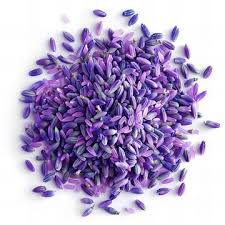 Weiß Lavendel Blumensamen zur Aussaat Garten beliebt Traditionssorte & ohne Gentechnik Samen Hausgarten
