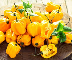 Mixed Habanero Samen zum Pflanzen  Perfect for Your Garden