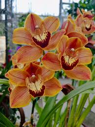 Orange Paphiopedilum Blumensamen zur Aussaat – pflegeleicht – Traditionssorte & ohne Gentechnik Samen Hausgarten