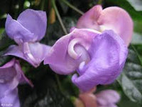 Vigna Caracalla Blumensamen zur Aussaat – Landhaus Garten wichtig – Traditionssorte & ohne Gentechnik Samen Hausgarten