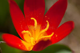 Rot Crocus Blumensamen zur Aussaat Bestäuber freundlich Traditionssorte & ohne Gentechnik Samen Hausgarten