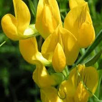 Gelb Wicke Blumensamen zur Aussaat – Traditionssorte ohne Gentechnik biologisch Garten Samen – leuchtend Blüten Keimung