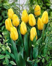 Gelb Tulpe Blumensamen zur Aussaat – Traditionssorte ohne Gentechnik biologisch Garten Samen – kompakt Wuchs Keimung