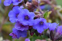 Blau Pulmonaria Lungwort Samen – robust Traditionssorte ohne Gentechnik Blumen Halbschatten Gärten & Aussaat