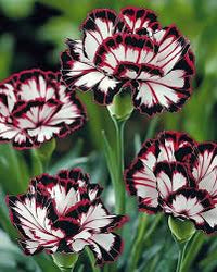 Maroon (maroon weiß) samen for anpflanzung in home garten
