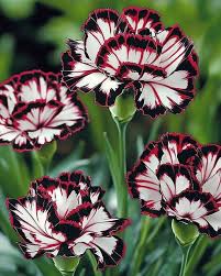 Maroon (maroon weiß) samen for anpflanzung in home garten