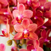 hell Rot Orchidee Schmetterlingsorchidee Samen zur Aussaat Schnitt Blume beliebt Traditionssorte & ohne Gentechnik Samen Hausgarten