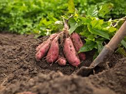 Gelb Batatas Potato Gemüsesamen Planting