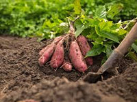 Gelb Batatas Potato Gemüsesamen Planting