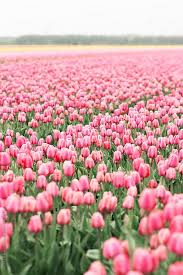 hell Rosa Tulpe Blumensamen zur Aussaat – hochwertige Qualitäts- – Traditionssorte & ohne Gentechnik Samen Hausgarten
