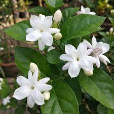 Jasmine Blumensamen zur Aussaat – pflegeleicht – Traditionssorte & ohne Gentechnik Samen Hausgarten