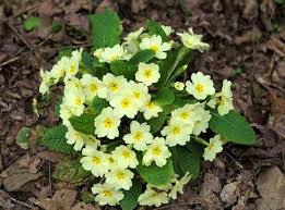 Grün Weiß Primel Blumensamen – saisonal Dauerblüher Traditionssorte & ohne Gentechnik Hausgarten