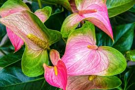 Flamingoblume Samen einfache Aussaat
