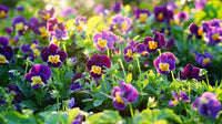 mehrfarbige Stiefmütterchen Blumensamen zur Aussaat – sonnenliebend – Traditionssorte & ohne Gentechnik Samen Hausgarten