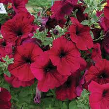 Petunie Supercascade Rot Blumensamen zur Aussaat – Wildblume Mischung – Traditionssorte & ohne Gentechnik Samen Hausgarten