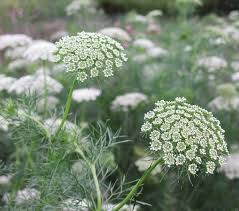Queen Anne's Lace Weiß Blumensamen zur Aussaat – Landhaus Garten wichtig – Traditionssorte & ohne Gentechnik Samen Hausgarten