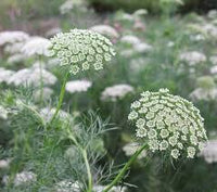 Queen Anne's Lace Weiß Blumensamen zur Aussaat – Landhaus Garten wichtig – Traditionssorte & ohne Gentechnik Samen Hausgarten