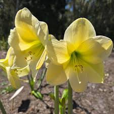 Gelb Hippeastrum Blumensamen zur Aussaat Drought verträglich Traditionssorte & ohne Gentechnik Samen Hausgarten
