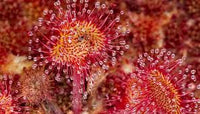 Rosa Grün Sundew zur Aussaat hochwertige Qualitäts- Traditionssorte & ohne Gentechnik Samen Hausgarten