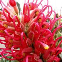 Thick Rosa Grevillea Robusta Samen Blumensamen zur Aussaat kompakt Wuchs Traditionssorte & ohne Gentechnik Samen Hausgarten