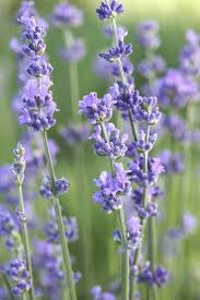 Blau Lavendula Munstead Blumensamen zur Aussaat – Anzucht – Traditionssorte & ohne Gentechnik Samen Hausgarten