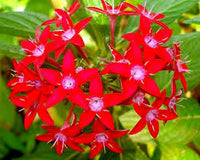Pentas Lanceolata Blumensamen