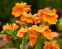 Orange Marmalade Blumensamen zur Aussaat – Schnitt Blume beliebt – Traditionssorte & ohne Gentechnik Samen Hausgarten