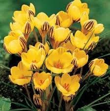 Gelb Crocus Blumensamen robust Sorte Traditionssorte & ohne Gentechnik Samen Hausgarten