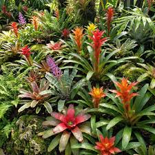 Gemischt Bromeliad Samen zur Aussaat – Traditionssorte ohne Gentechnik SunLoving biologisch Garten Samen Keimung