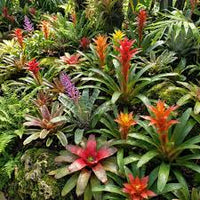 Gemischt Bromeliad Samen zur Aussaat – Traditionssorte ohne Gentechnik SunLoving biologisch Garten Samen Keimung