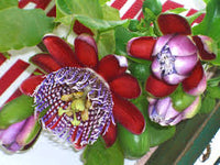 Riesengranadilla Blumensamen zur Aussaat – Garten beliebt – Traditionssorte & ohne Gentechnik Samen Hausgarten
