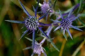 Eryngium Blumensamen zur Aussaat – farbenfroh Schau – Traditionssorte & ohne Gentechnik Samen Hausgarten