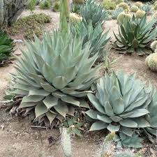 Agave Havardiana Succulent Blumensamen zur Aussaat – duftend Blüten – Traditionssorte & ohne Gentechnik Samen Hausgarten