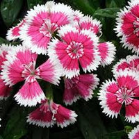 Weiß mix dianthus samen for anpflanzung - elegant blume blooms