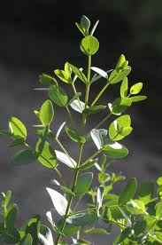 Grün Eucalyptus Parvifolia Blumensamen zur Aussaat – sonnenliebend – Traditionssorte & ohne Gentechnik Samen Hausgarten
