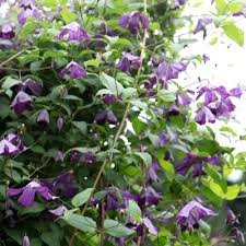Violett Viticella Blumensamen zur Aussaat – Schnitt Blume beliebt – Traditionssorte & ohne Gentechnik Samen Hausgarten