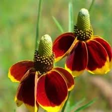 Mexican Hat Wildblume Samen zur Aussaat – hochwertige Qualitäts- – Traditionssorte & ohne Gentechnik Samen Hausgarten