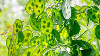 Grün Lunaria Blumensamen zur Aussaat – hochwertige Qualitäts- – Traditionssorte & ohne Gentechnik Samen Hausgarten