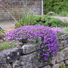 Lavendel Aubrieta Cultorum Blumensamen zur Aussaat duftend Blüten Traditionssorte & ohne Gentechnik Samen Hausgarten