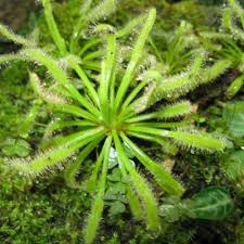 hell Grün Sundew Blumensamen zur Aussaat Traditionssorte Sorte Traditionssorte & ohne Gentechnik Samen Hausgarten