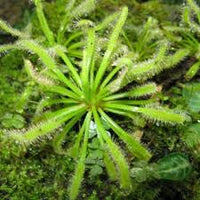 hell Grün Sundew Blumensamen zur Aussaat Traditionssorte Sorte Traditionssorte & ohne Gentechnik Samen Hausgarten