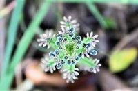 Grün Flammendes Käthchen Thyrsiflora Blumensamen zur Aussaat – sonnenliebend – Traditionssorte & ohne Gentechnik Samen Hausgarten